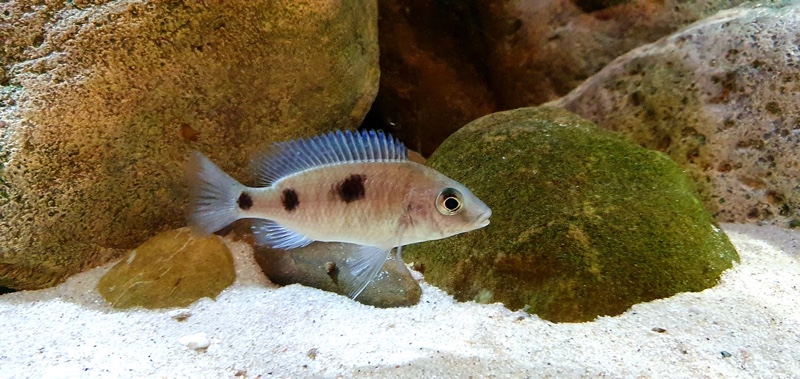 Otopharynx sp. 'auromarginatus goldhead' Nkolongwe